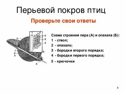 Особенности строения покровов у птиц