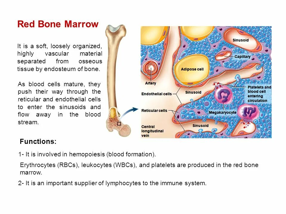 Red bone marrow. Клетки красного костного мозга. Bone marrow: development, structure, function, red marrow, yellow marrow. Красный костный мозг и желтый костный мозг. Red bone marrow.