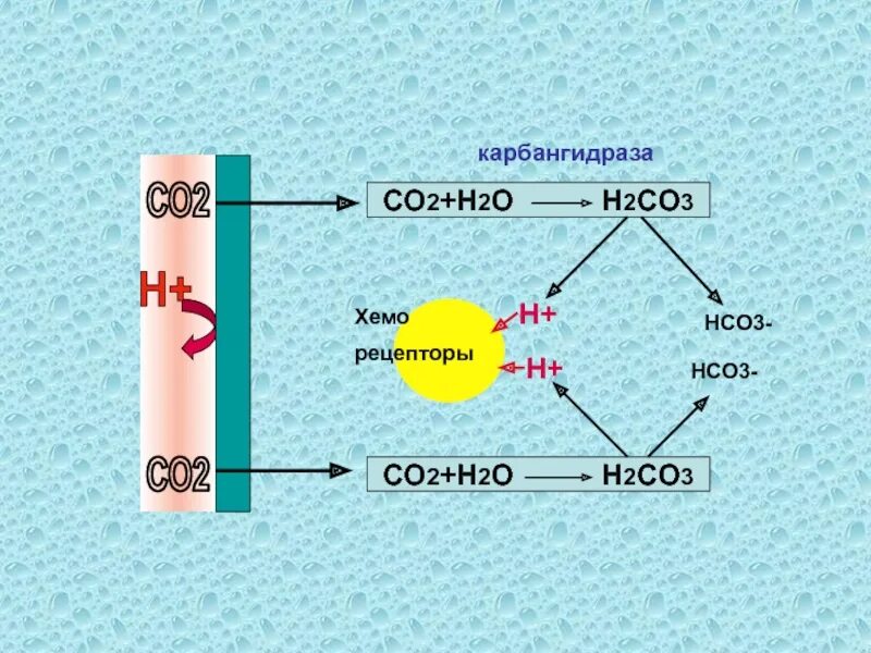 Hco3. Hco3 h2co3. Гидролиз н2со2 карбангидраза. А2 рецепторы.