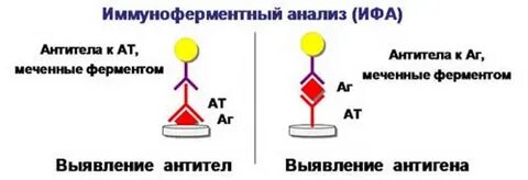 Иммуноферментный анализ антитела