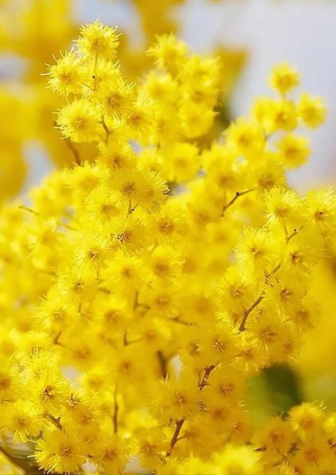 Желтое доброе утро картинки. Жёлтый цветок. Желтый цвет. Ярко желтые цветы. Цветы желтого цвета.