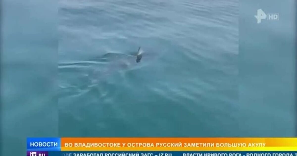 Акулы во владивостоке. Акула мако Владивосток. Остров русский акулы. Белая акула Владивосток.