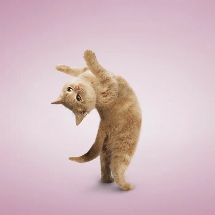 Позы животных. Кот йога. Танцующий кот. Забавные позы животных. Йога с животными
