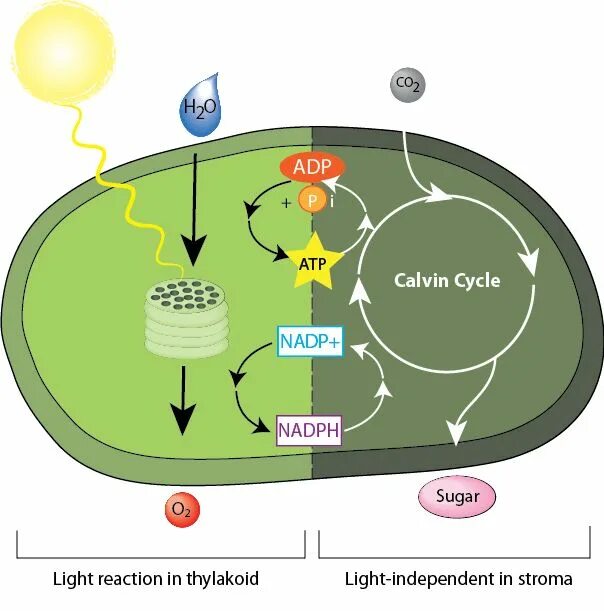 Цикл кальвина происходит в хлоропласта. Photosynthesis Light phase. Цикл Кальвина в хлоропластах. Цикл Кальвина в фотосинтезе. Photosynthesis Reaction.