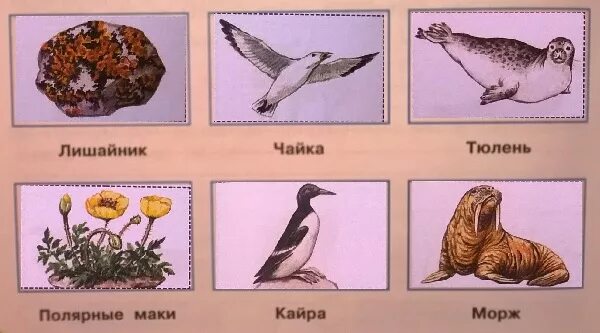 и правильно расположи их. и правильно расположи их. дострой модель аппликацию цепи питания. знаешь ли ты живой мир арктических пустынь. цепь питания окружающей мир 3 класс.