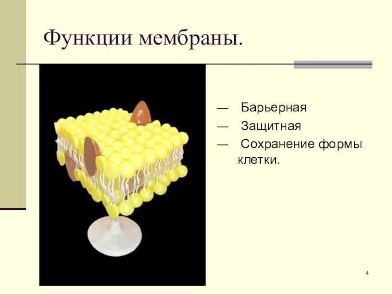 Барьерная функция клеточной мембраны. Барьерная функция мембраны клетки. Барьерная функция биологической мембраны. Защитная функция клеточной мембраны. Функция мембраны клетки является