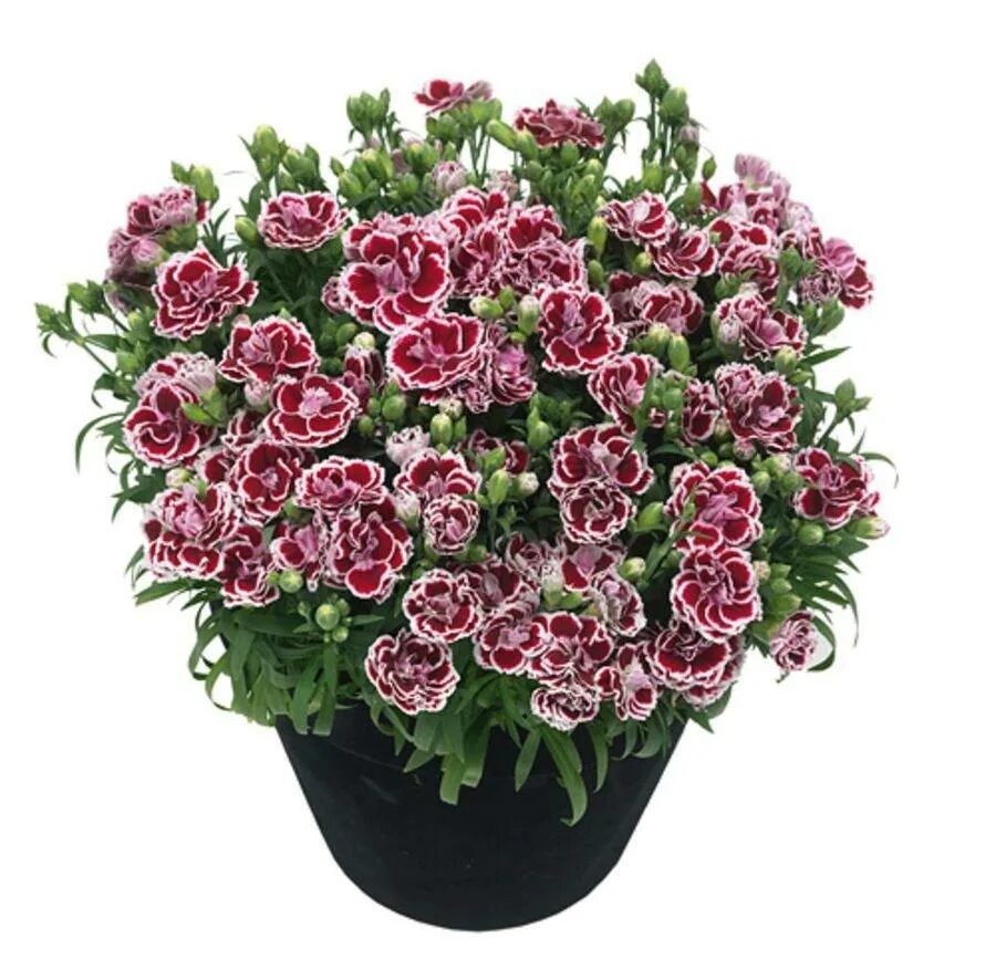 Гвоздика Sunflor Bianca. Комнатная гвоздика Диантус. Гвоздика Dianthus Sunflor Bianca. Гвоздика Sunflor Sofia. Гвоздика китайская условия выращивания