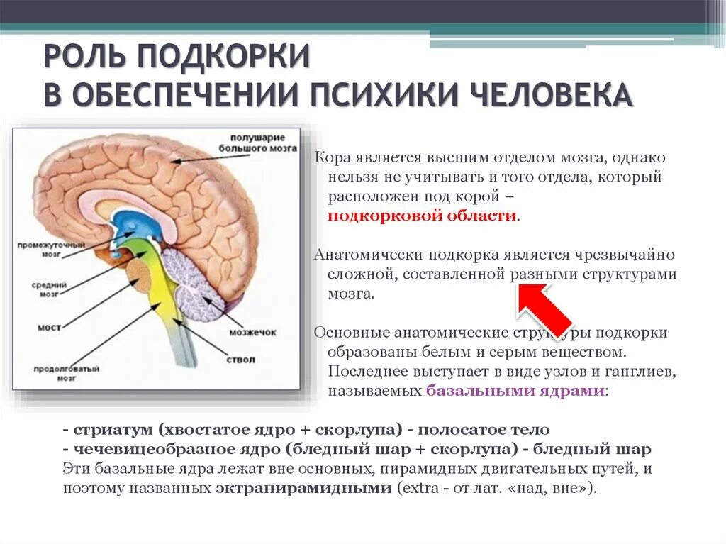 Подкорка мозга. Строение мозга подкорка. Функции подкорки головного мозга.