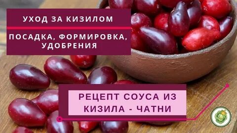 Кизил обыкновенный польза
