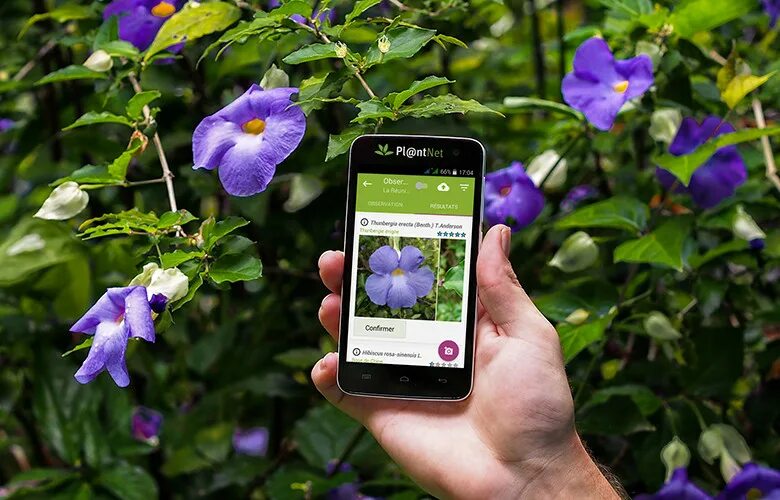 Фото определяющий. Plantnet. Приложение plantnet. Приложение для распознавания растений. Распознавание растений по фотографии.