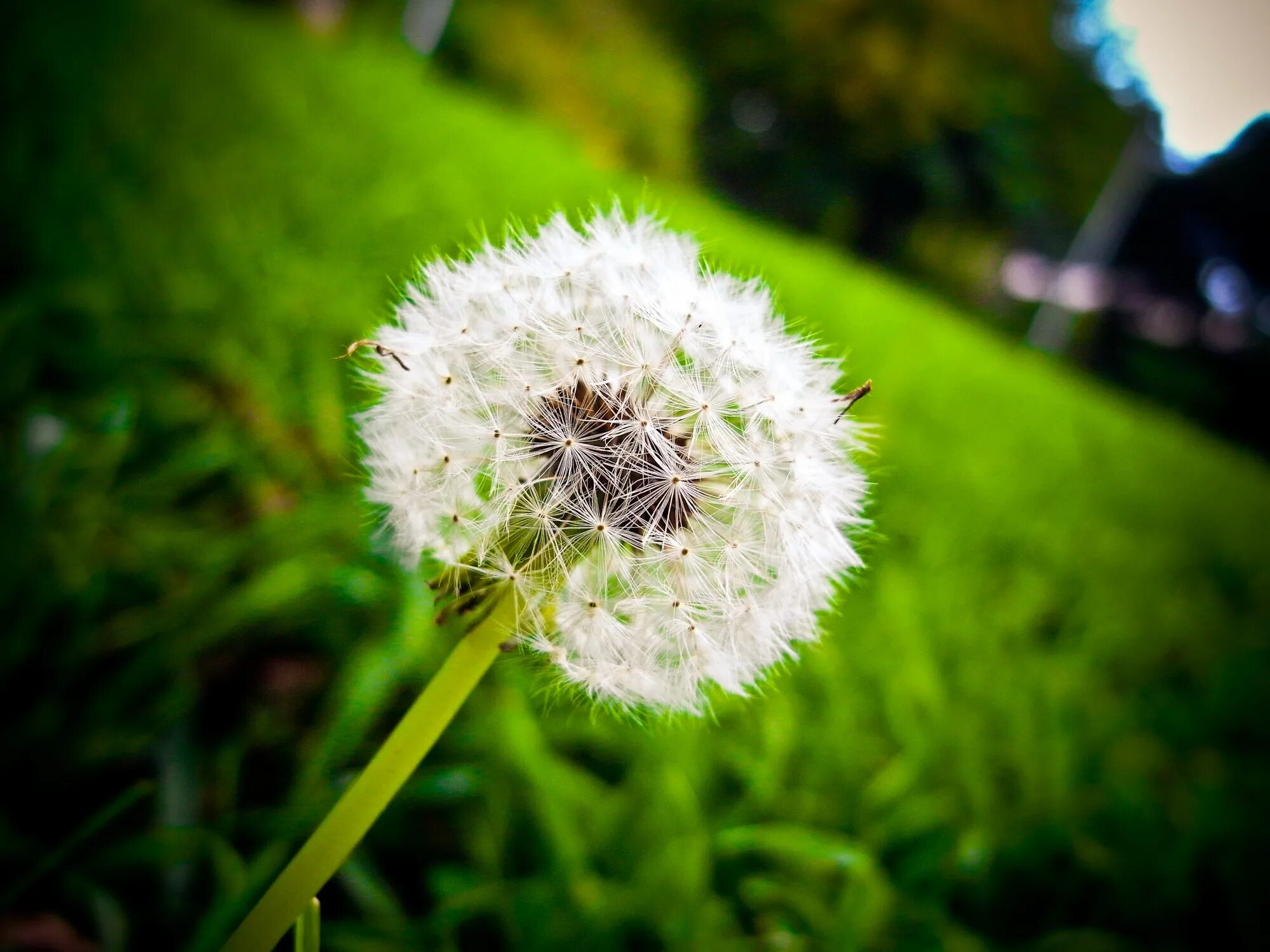 одуванчики мондштата. одуванчик. одуванчик бежевый. одуванчик желтый. одуванчик желтый.