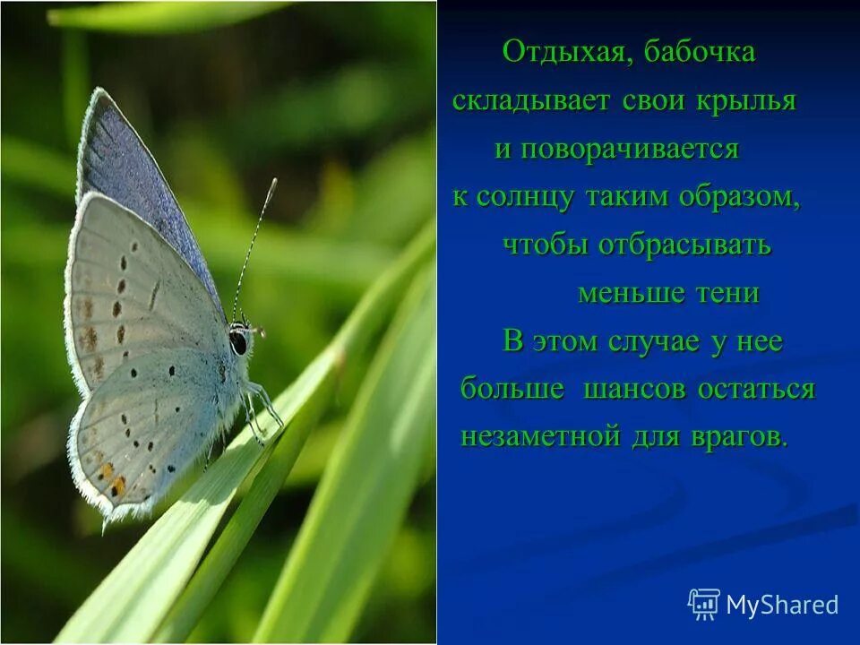 Каким животным относится бабочка. Отряд чешуекрылые семейство. Классификация бабочек. Чешуекрылые бабочки представители. Отряд насекомых бабочки.