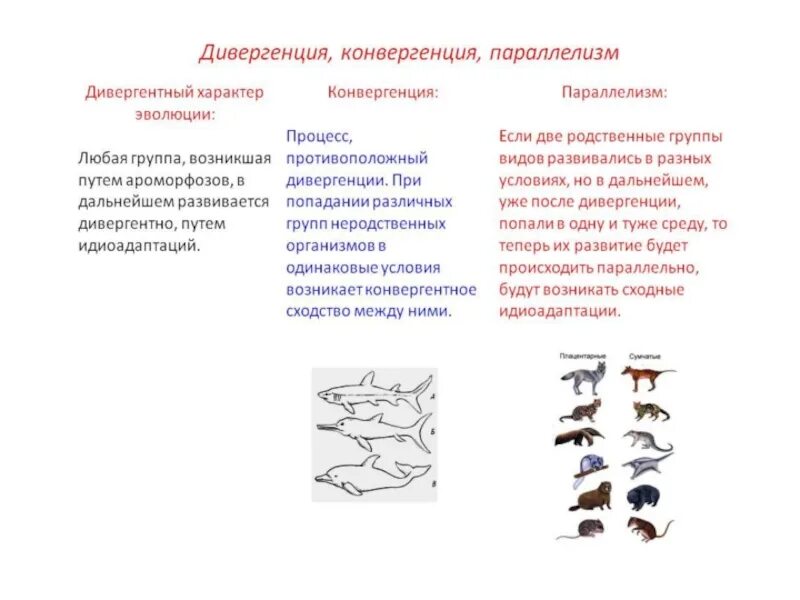 Макроэволюция, ее доказательства. Главные направления макроэволюции. Таблица основные направления макроэволюции. Формы осуществления макроэволюции таблица. Формы и направления макроэволюции. Дивергентная форма