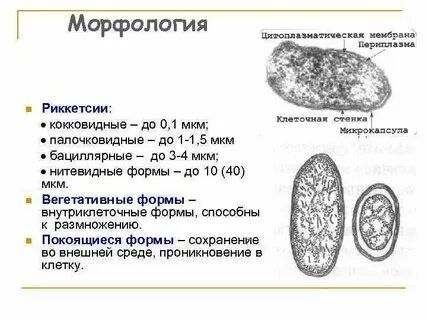 Систематика риккетсий