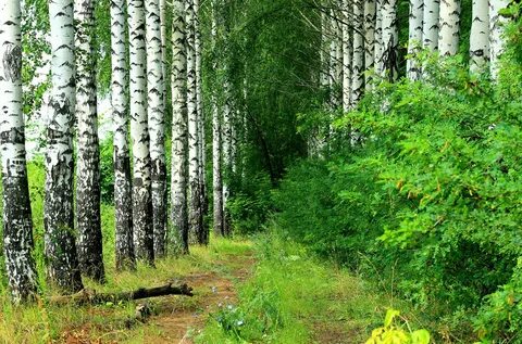 Ближнюю березовую рощу