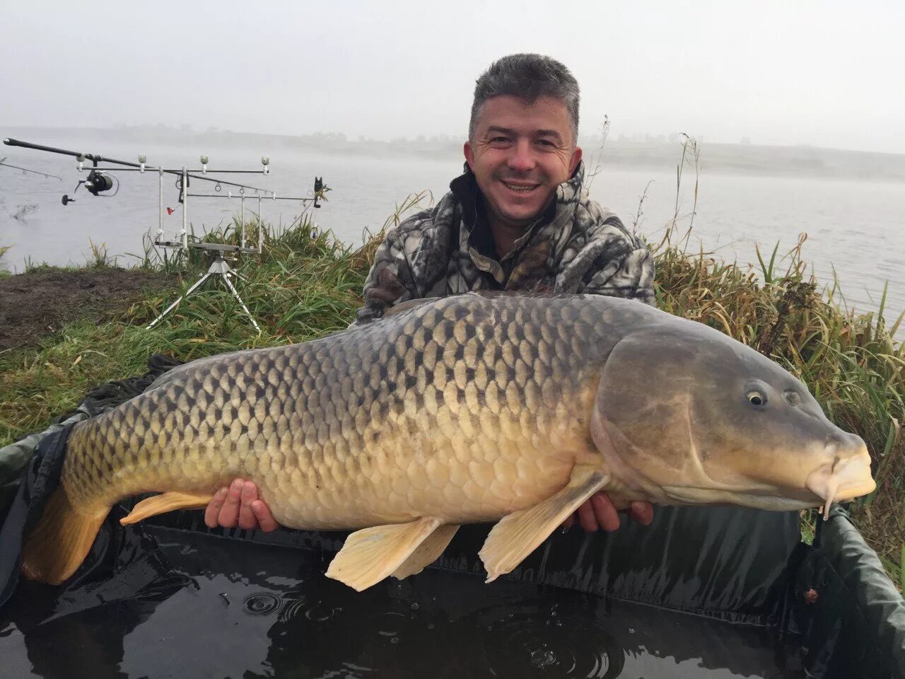 сазан и карп. крупные сазаны. сазан (cyprinus carpio). крупные сазаны. сазан 100 кг.