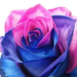 Rose fast
