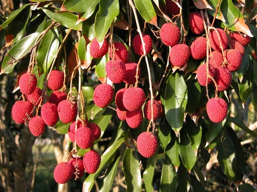 личи литчи. Lychee фрукт. плод личи. личи литчи китайская слива. плод личи.