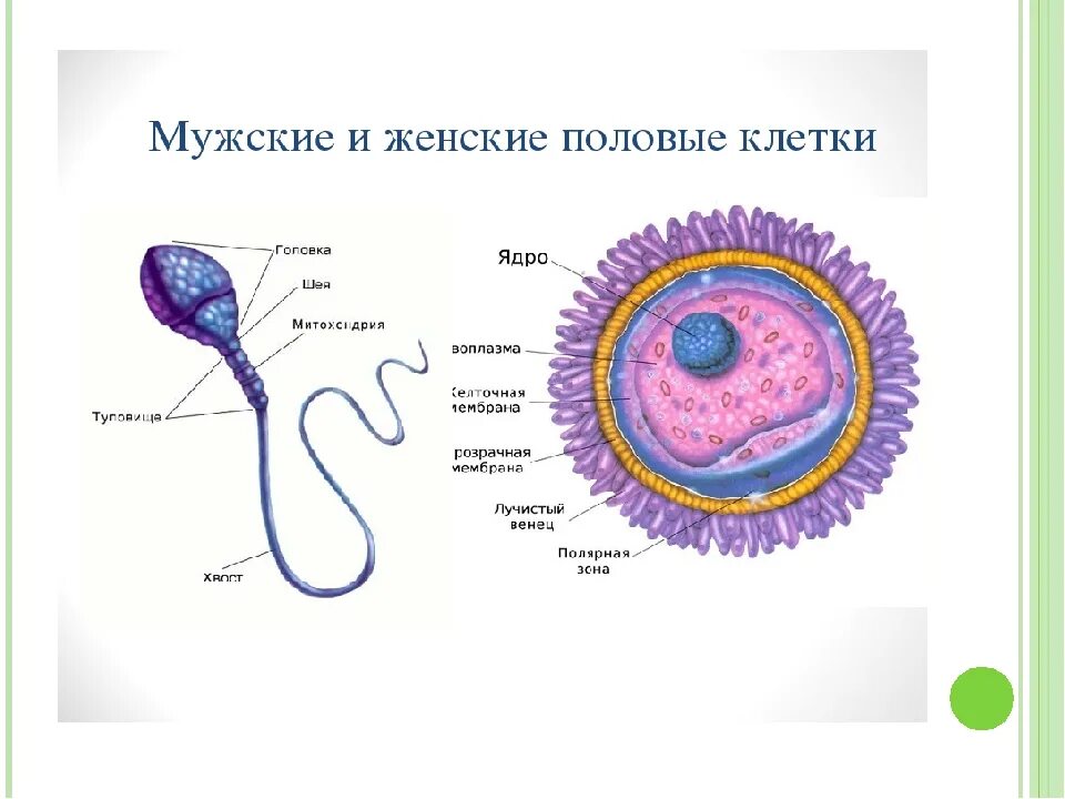 Мужская половая клетка. Строение яйцеклетки биология. Строение функции и развитие мужских и женских половых клеток. Строение мужской половой клетки сперматозоид. Строение половых клеток яйцеклетка.