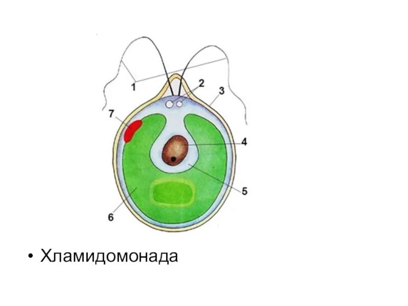 Органоид водоросли. Строение водоросли хламидомонады. Строение одноклеточных водорослей. Хламидомонада строение рисунок. Строение одноклеточной водоросли хламидомонады.