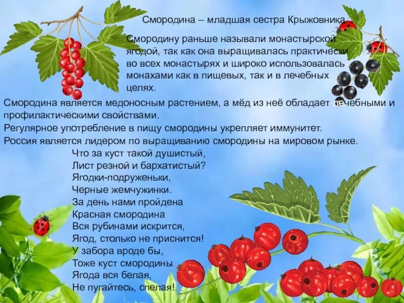 Душистая ягода текст. Презентация ягодные кустарники. куст смородины в ягоде весь. текст душистая ягодка.