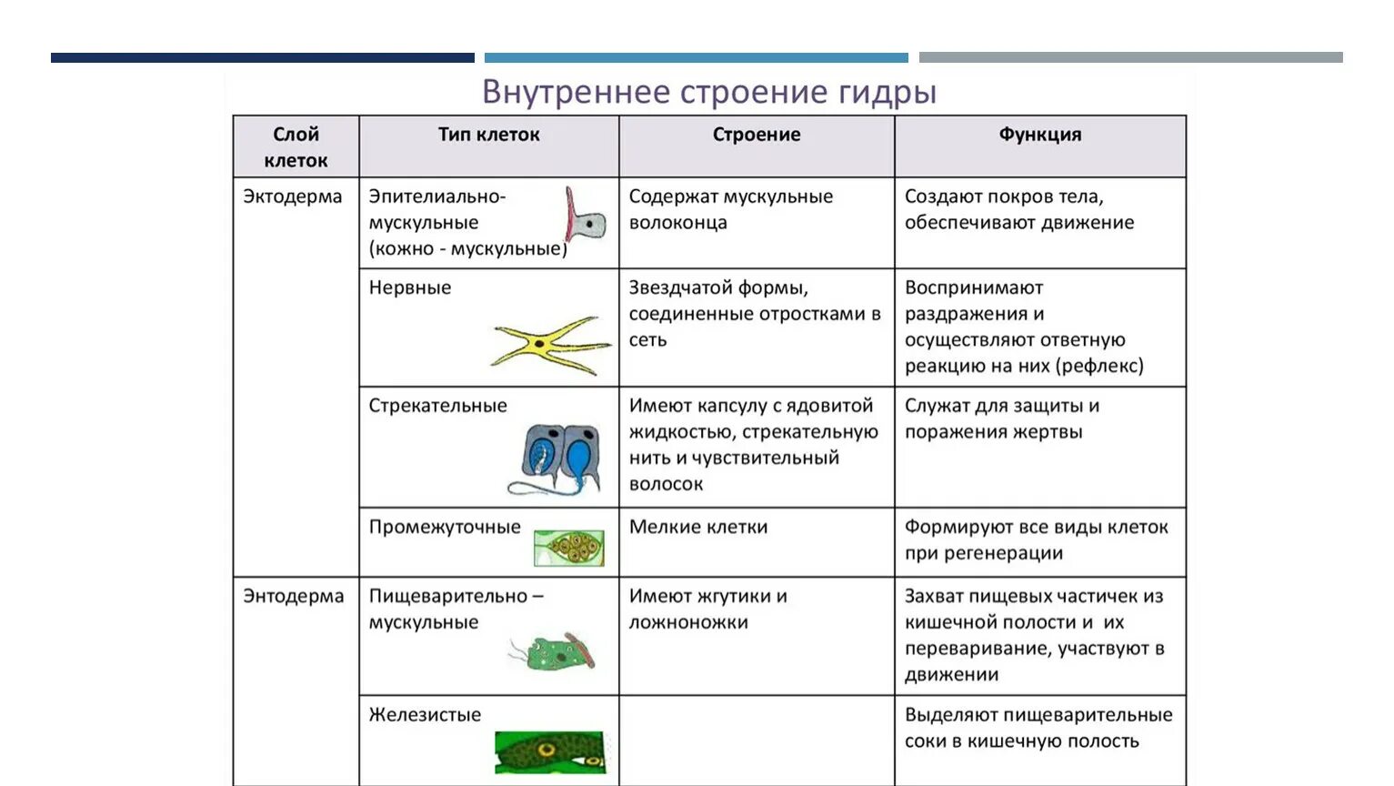 Таблица разновидности клеток гидры. Таблица по биологии 7 класс строение гидры. Таблица внутреннее строение гидры 7 класс биология. Клетки тела гидры таблица 7 класс. Какие типы организмов играют основную роль