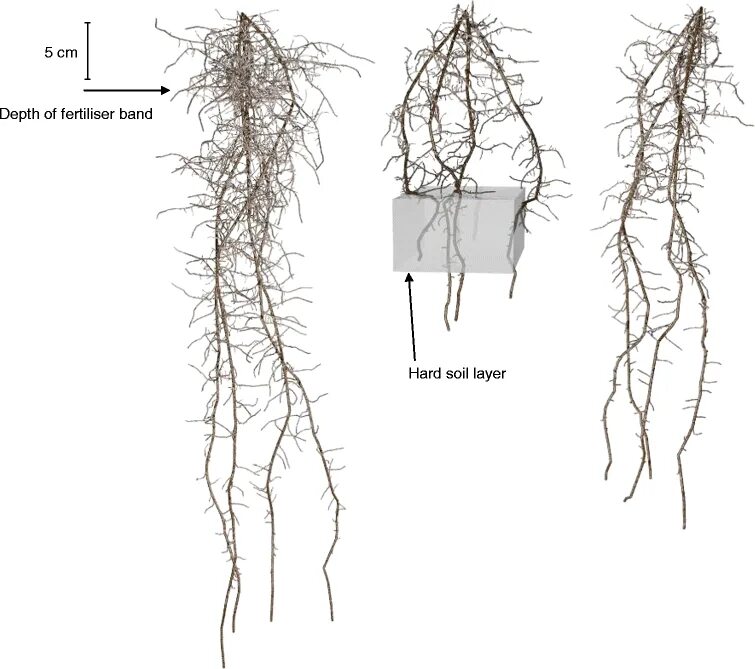Root threads