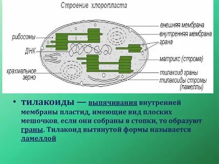 Состоит из тилакоидов гран и стромы