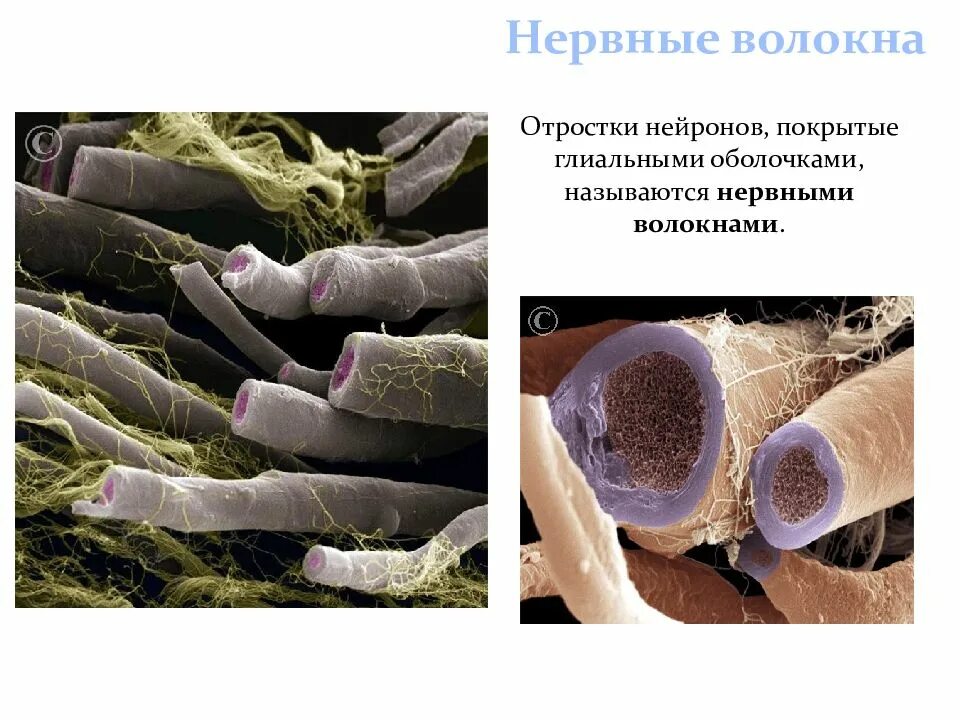 Отростки нейронов покрытые оболочкой образуют. Нервные волокна отростки. отростки нейронов, покрытые оболочками называются нервными. нервные волокна - отростки покрытые. нервное волокно это отросток нейрона.