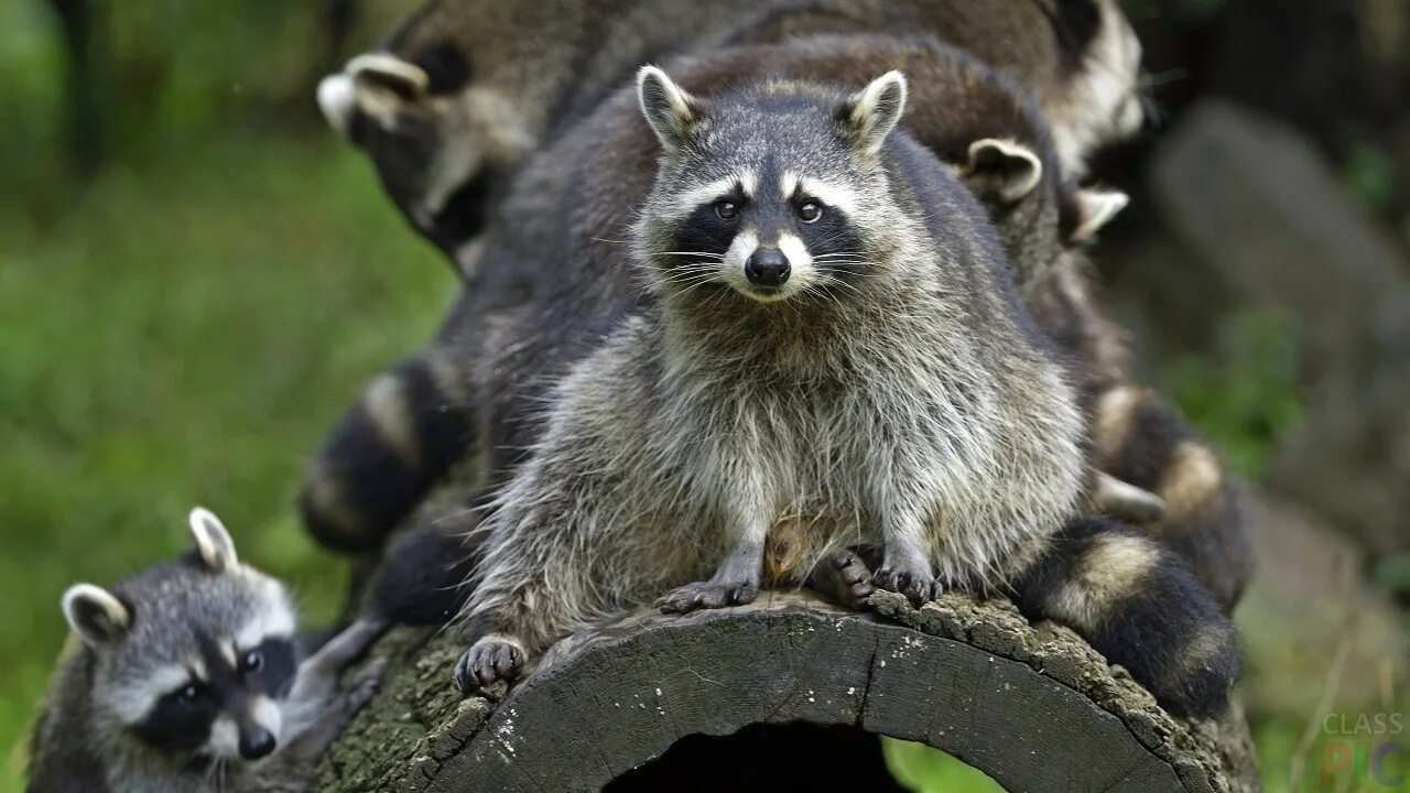 Енот ракун. Тресмариасский енот. Енот полоскун северная америка. Енот-полоскун (procyon lotor). Енот-полоскун.