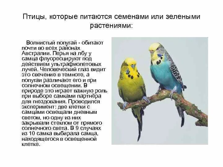 Волнистый попугай. Волнистый попугай описание. Животные которые питаются семенами растений. Волнистые попугайчики цвета. Попугаи в темноте