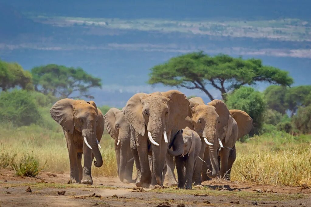 Elephants walking. Национальный парк Амбосели Кения. Всемирный день слонов «Слоноуин». Всемирный день слонов 30 ноября. Слоны Килиманджаро.