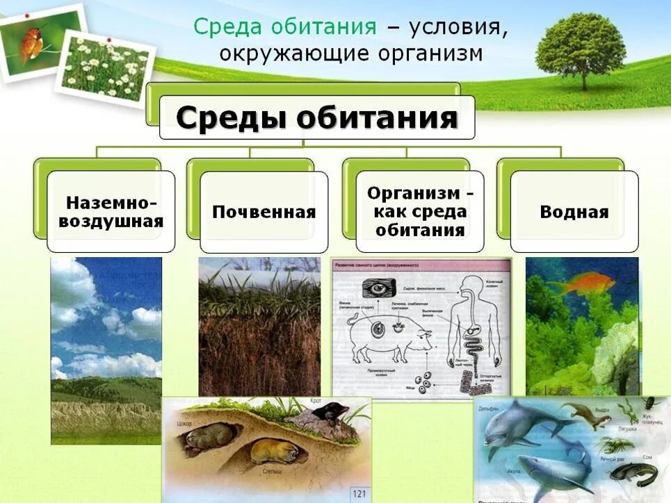 Среды обитания 2 класс. Среда обитания. среда. среды обитания организмов. среба обитание живый орг.