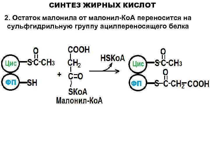 Синтез вжк. АПБ Синтез жирных кислот. Регуляторная реакция синтеза жирных кислот. Синтез Синтез жирных кислот. Малонил КОА Синтез жирных кислот.