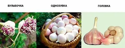 Виды озимого чеснока
