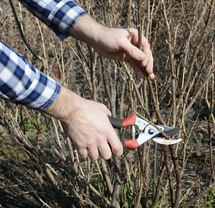 Омолодить куст смородины. Обрезка смородины осенью. Весенняя обрезка спиреи японской. Весенняя обрезка смородины. Обрезать кустарники весной.