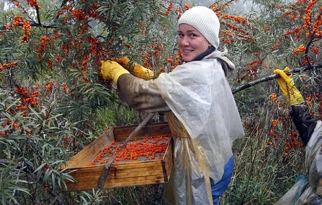 Комбайн для сбора облепихи. Когда собирать облепиху на урале. Как собирать облепиху быстро с дерева приспособления. Когда собирать облепиху на урале. Приспособление для сбора облепихи.