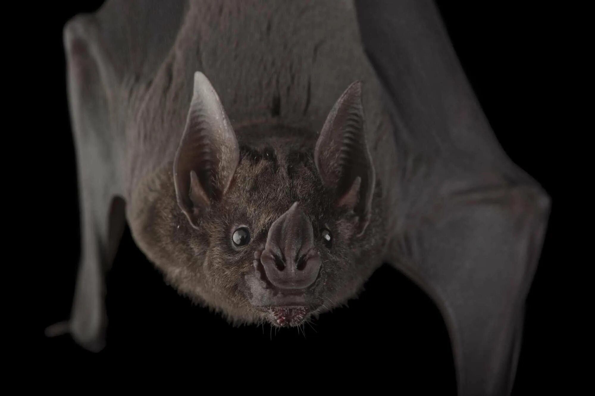 Эволюция летучих мышей. Злая летучая мышь. Некромантисы летучие мыши. Ночница усатая байкальская. Злая летучая мышь.