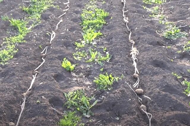 Пророщенные клубни картофеля. Ростки картофеля. Сорт картофеля родриго. Можно ли сажать картошку с ростками. Посадка картофеля длинными проростками.