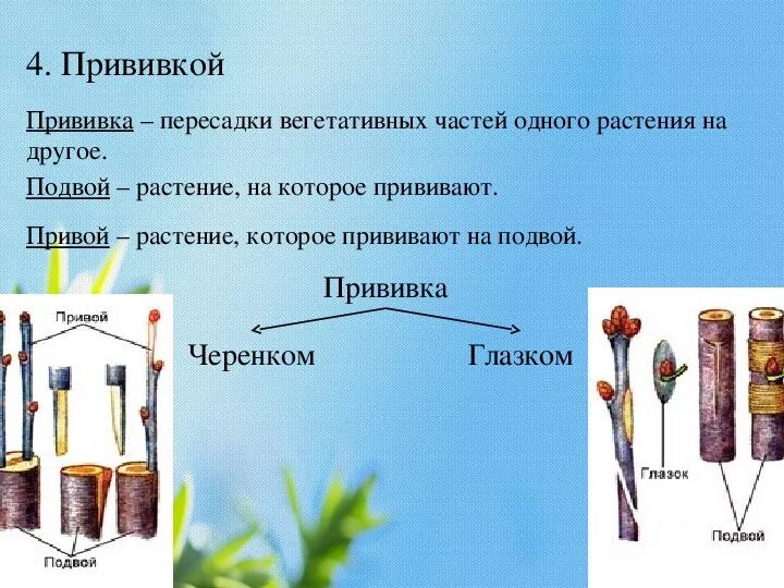 Вегетативное размножение прививкой инструкция. Вегетативное размножение прививка схема. Прививка растений вегетативное размножение. Вегетативное размножение растений 6 класс биология прививка. Вегетативное размножение растений 6 класс прививкой.