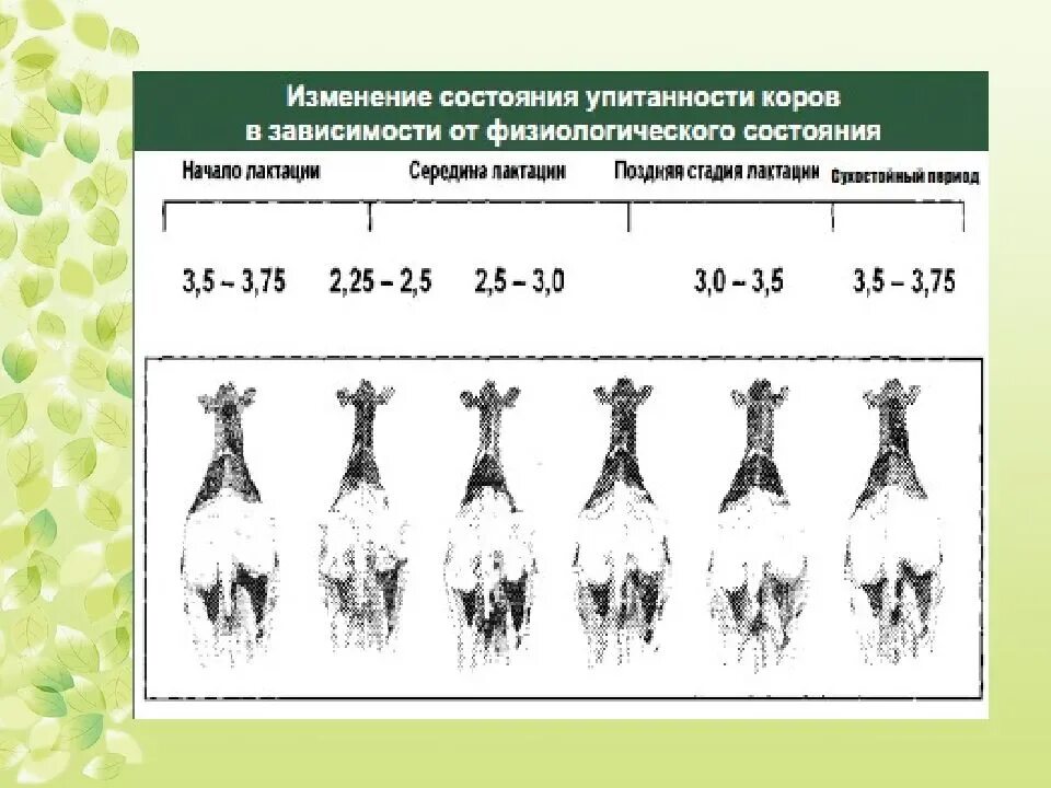 Физиологические состояния животных