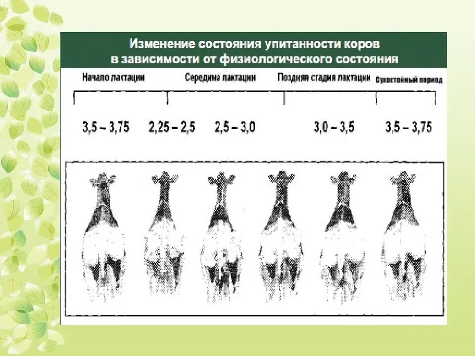 Категории упитанности крупного рогатого скота таблица. Оценка упитанности коров. Оценка упитанности молочных коров. Оценка упитанности у коров схемы.