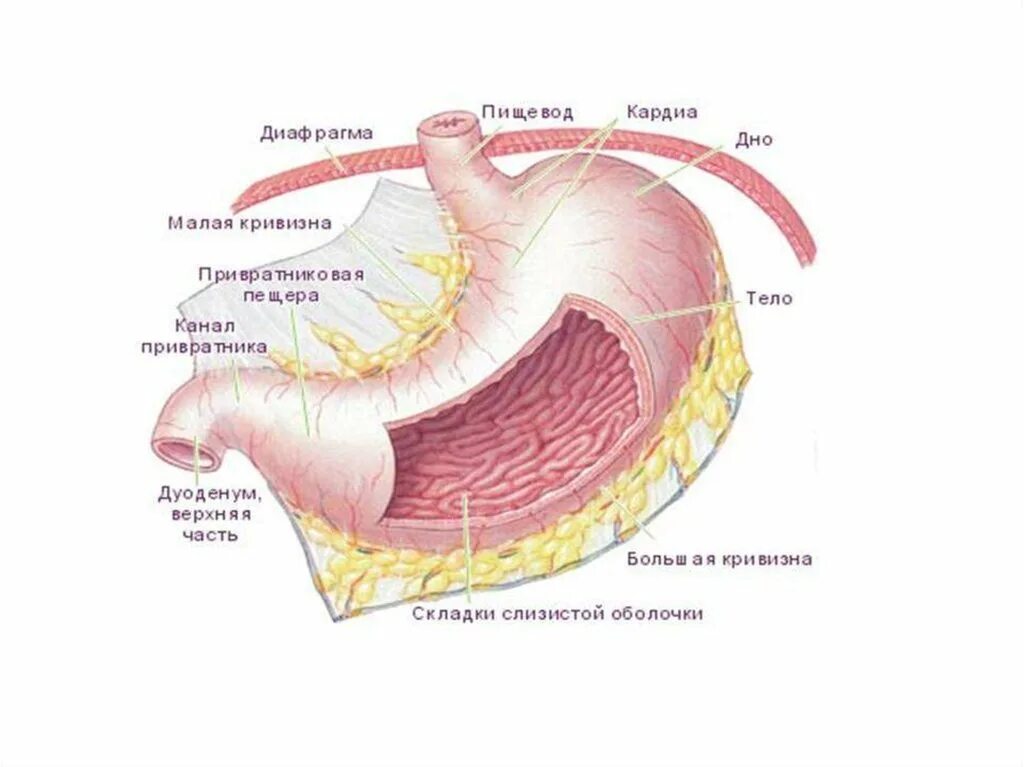 Расположение и строение желудка. Строение желудка человека. Области жкт