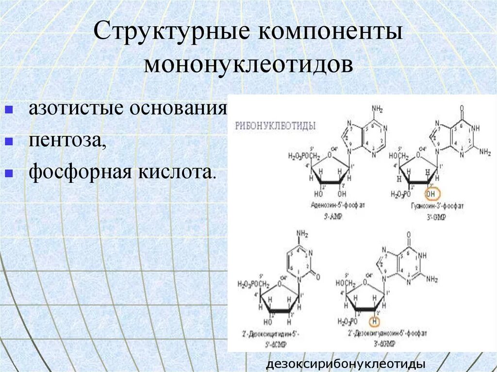 Компоненты мононуклеотидов. Структурные компоненты мононуклеотидов. Принцип строения мононуклеотидов. Мононуклеотиды — структурные компоненты нуклеиновых кислот. Структурным элементом классификации является