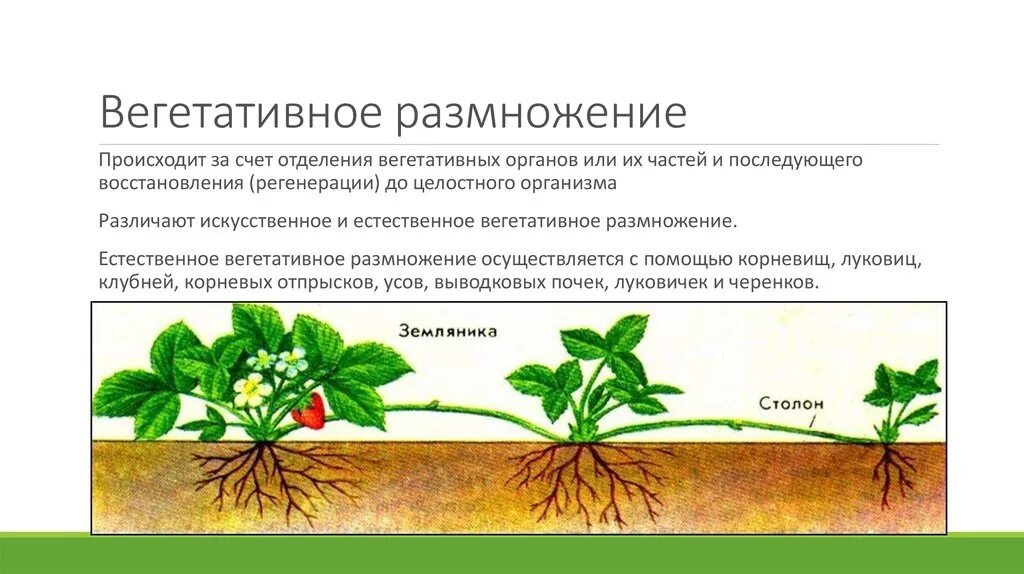 Какое размножение у земляники. Вегетативное размножение земляники. бесполое размножение земляники. способом вегетативного размножения и растением земляника. вегетативное размножение столонами.