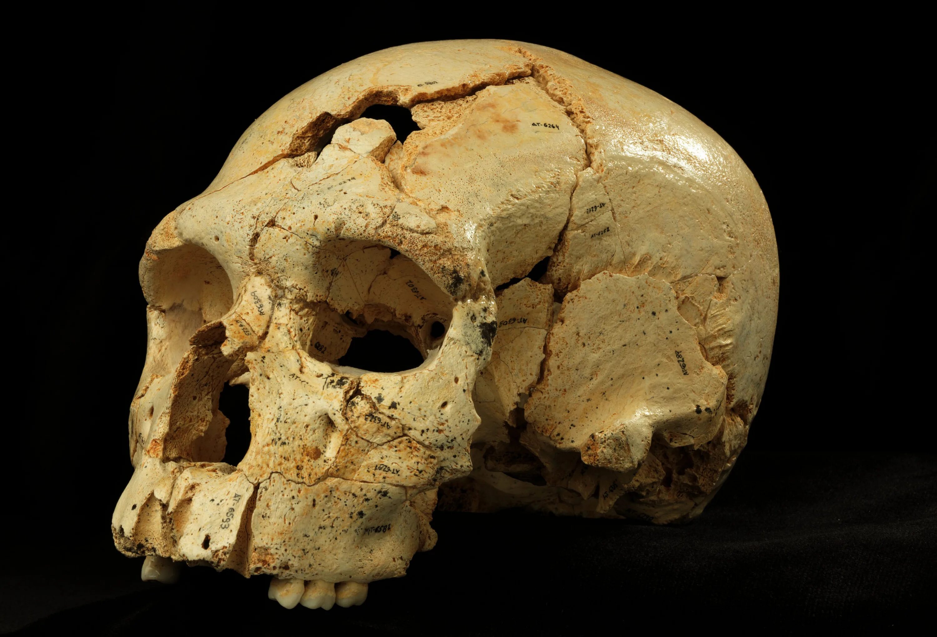 Череп древнего человека и современного. Палеоантроп( неандерталец) череп. Хомо сапиенс первый череп.