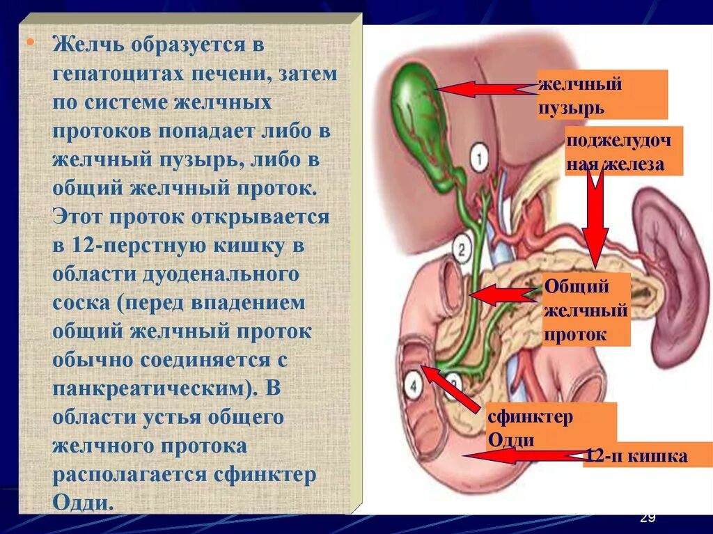 Печень и кишечник образуются. Пузырный проток желчного пузыря. Как желчь попадает в желчный пузырь. Проток желчного пузыря открывается в. Заболевания желчного пузыря и желчевыводящих путей.