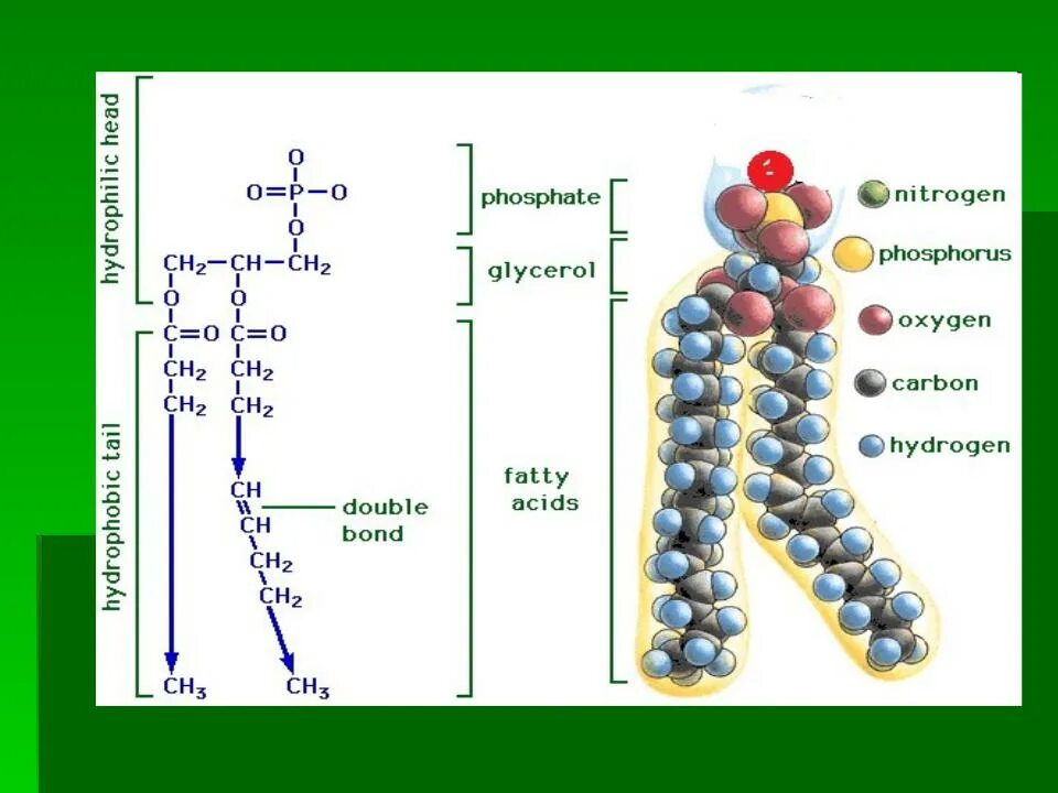 Строение фосфолипидов формула. Схема строения фосфолипидов. Строение фосфолипида формула. Молекула фосфолипида формула.