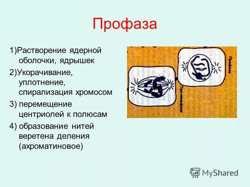 растворение ядерной оболочки происходит