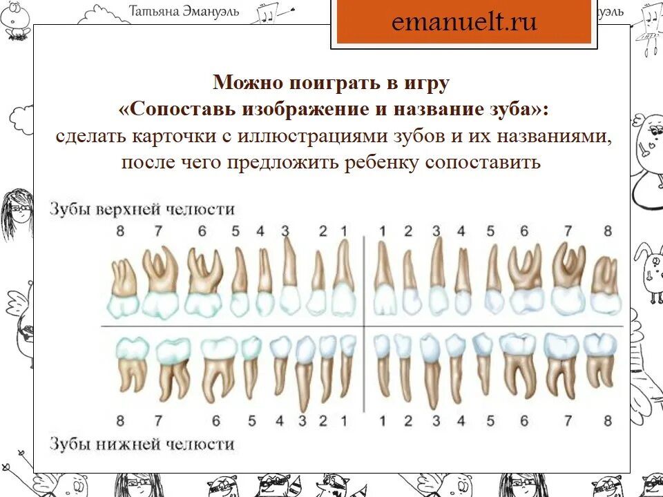 Зубы человека и животных. Зубы человека и животных